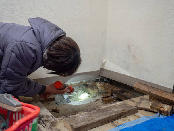 Best Emergency Mold Remediation  in Seneca, IL