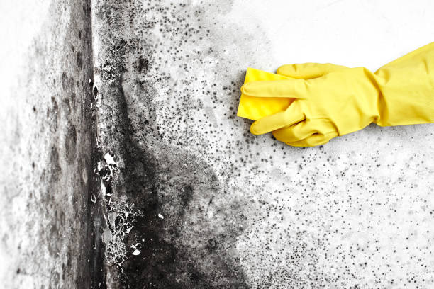 Best Mold Prevention Services  in Seneca, IL