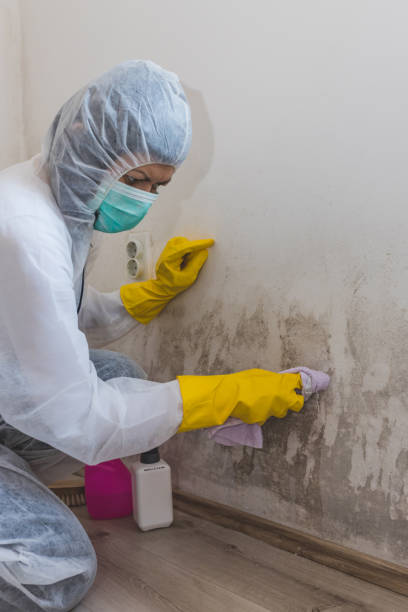 Best Crawl Space Mold Remediation  in Seneca, IL